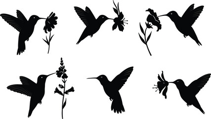 Hummingbird silhouettes with flowers, flying bird vector set showing nectar feeding, nature wildlife design for tropical garden, floral art illustration