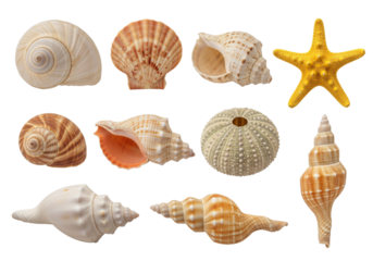 Set of different seashells and a starfish, Includes spiral shells, scallop shell, conch shells, round sea urchin shell, and one yellow starfish, isolated on white or transparent background