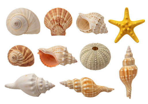 Set of different seashells and a starfish, Includes spiral shells, scallop shell, conch shells, round sea urchin shell, and one yellow starfish, isolated on white or transparent background