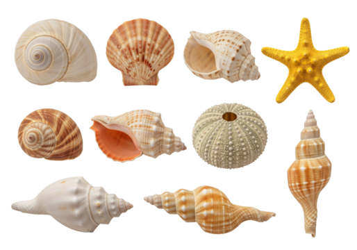 Set of different seashells and a starfish, Includes spiral shells, scallop shell, conch shells, round sea urchin shell, and one yellow starfish, isolated on white or transparent background