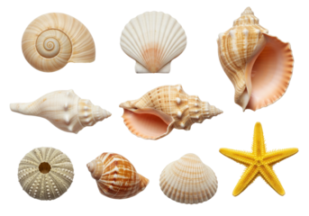 Set of different seashells and a starfish, Includes spiral shells, scallop shell, conch shells, round sea urchin shell, and one yellow starfish, isolated on white or transparent background