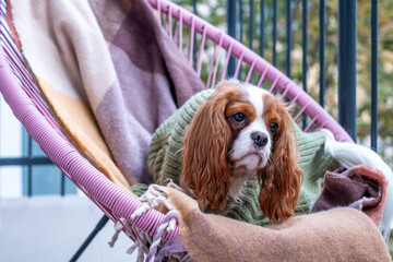 Cavalier King Charles Spaniel resting comfortably on a cozy balcony chair surrounded by warm...