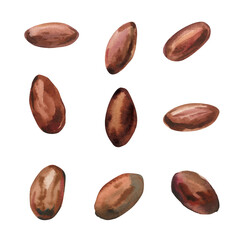 Cocoa beans watercolor illustration organic cacao seeds tropical chocolate ingredient isolated on white background