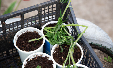 Frozen tomato plant before planting in the ground in spring, spring time