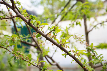 Frozen flowers of a fruit tree in spring. Frost in spring, damage to crops, copy space for text
