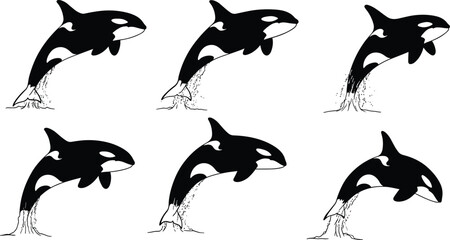 Set of killer whale orca silhouette vector illustrations showing dynamic breaching jumps, marine wildlife movement, ocean animal art design collection © Afsun Creative