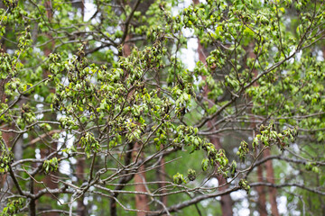 Frostbitten branches and leaves on an oak tree in the forest in spring, background