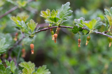 Brown rotten and frostbitten gooseberry berries on a bush branch in spring, close-up