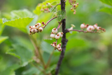 Currant berries frozen by frost on the bush in spring. Spring frost, close-up