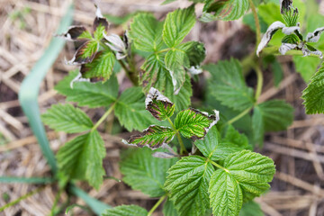 Frostbitten leaves and raspberry bushes spring, close-up