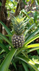Tiny pineapple plant with its spiky fruit growing amongst lush green leaves