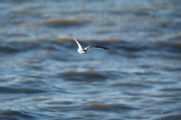 Bird flying over the Black Sea, Georgia.  Little tern soaring above the azure sea. Tern and waves. White Winged Tern in flight. Selective focus.