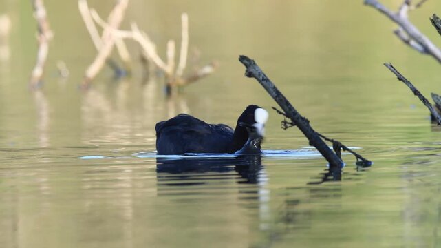Coot diving for food, coot scratching its head with large claw, bird with red eyes and white beak, coot swimming in a pond surrounded by green plants, sunny day, Fulica atra