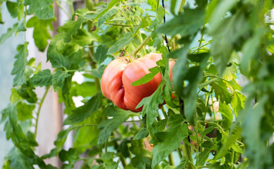 a large pink tomato hangs on a bush, close-up