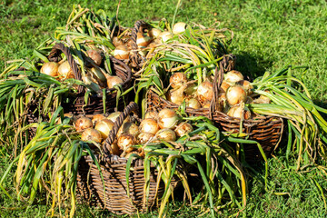 Summer cottage harvest of onions in baskets against the background of grass, close-up