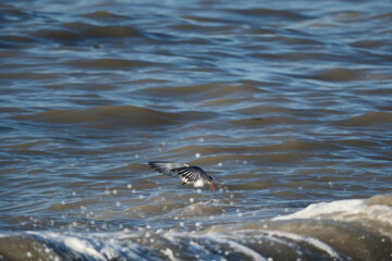 Bird flying over the Black Sea, Georgia.  Little tern soaring above the azure sea. Tern and waves. White Winged Tern in flight. Selective focus.