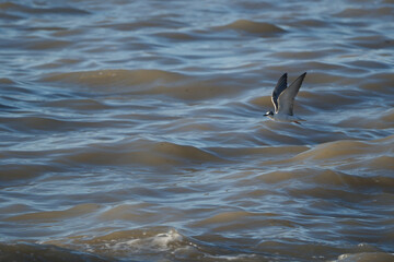 Fototapeta premium Bird flying over the Black Sea, Georgia. Little tern soaring above the azure sea. Tern and waves. White Winged Tern in flight. Selective focus.