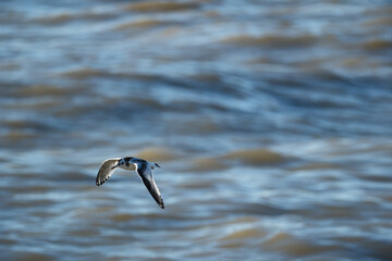 Bird flying over the Black Sea, Georgia.  Little tern soaring above the azure sea. Tern and waves. White Winged Tern in flight. Selective focus.
