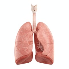 3D realistic anatomical render of human lungs isolated on white