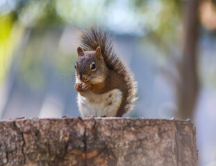 Adorable red squirrel eating a nut on a tree stump in natural light
