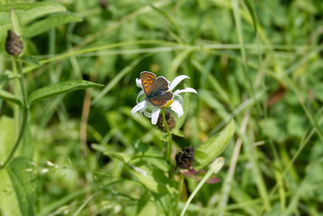 Female sooty copper butterfly (Lycaena tityrus) perched on white flower in Zurich, Switzerland