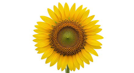 Fototapeta premium Vibrant Single Sunflower Close-up Isolated on Plain White Background