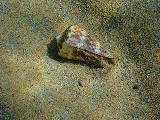 Butterfly cone (Conus pulcher) a venomous sea snail capable of stinging humans at sandy beach, underwater photography  (Tenerife, Spain)