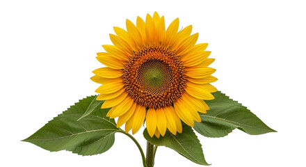 Obraz premium Vibrant Sunflower with Green Leaves Isolated on White Background