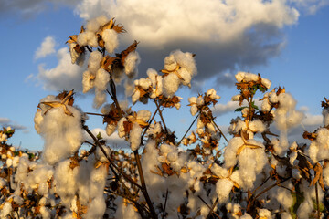 Cotton Field in Picking Season – Harvest-Ready Cotton Bolls