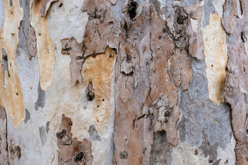 Eucalyptus Tree Trunk Texture – Natural Bark Patterns in Detail