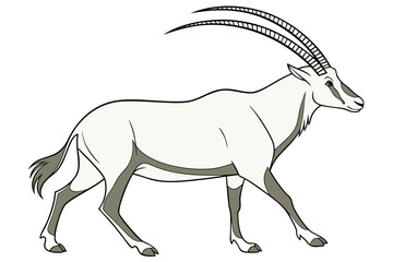 Mountain goat isolated on white