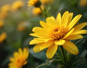 Close photo yellow chrysanthemum flower. Bright blossom in garden. Nature background with green leaves. Floral plant detailed macro. Beautiful petals and fresh spring.