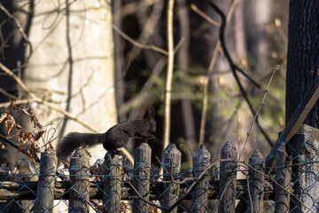 squirrel in the forest