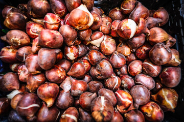 Amsterdam Cityscape Tulip Market in Amsterdam with Blooms, Bulbs, and Urban Street Life