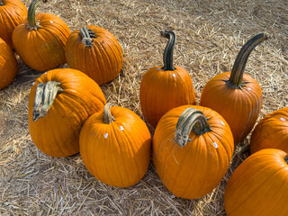 Large piles scattering of small pumpkins and gourds at a pumpkin patch in October for a Fall Festival