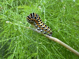 Caterpillar on branch,
wild animal 