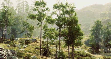 Fototapeta premium Towering green trees rise amidst rocky terrain, bathed in soft morning light. The peaceful atmosphere showcases natures beauty in a remote mountainous area.
