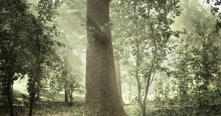 Fototapeta premium A tall tree stands proudly amidst other trees in a tranquil forest. Light filters through the foliage, creating a peaceful atmosphere in this natural setting.