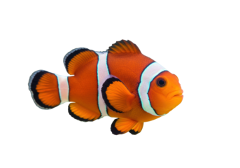 Isolated clownfish swims in clear water, a colorful anemonefish with vibrant orange hues