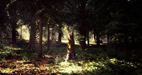 Soft light breaks through the canopy of trees in a tranquil forest. Sunlight illuminates a tree stump surrounded by vibrant greenery as nature awakens.
