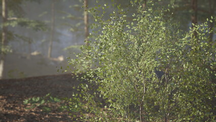 A vibrant, green shrub flourishes in a tranquil forest setting, with sunlight filtering through the trees, creating a serene atmosphere in the woods.