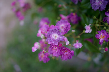 神秘的な雰囲気を漂わせる淡い紫のバラ 