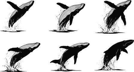 Whale breaching sequence illustrations, detailed marine animal vector set showing ocean splash, wildlife movement, sea mammal design for nature, art