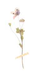 Fototapeta premium Beautiful dry veronica flower with adhesive tape isolated on white, top view