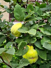 Green quince fruits on a tree, Bright  apple quince closeup among lush green leaves on tree 