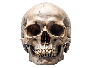 Detailed human skull isolated on transparent background, a macabre reminder of mortality and anatomy