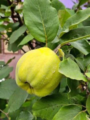 Green quince fruits on a tree, Bright  apple quince closeup among lush green leaves on tree 