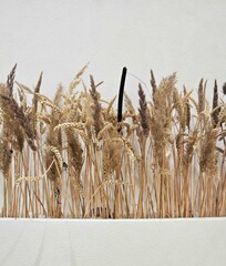 wheat ears on the white background, Dry golden grass isolated on white background