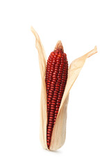 One ripe red corn cob isolated on white