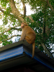 Monkey on the roof